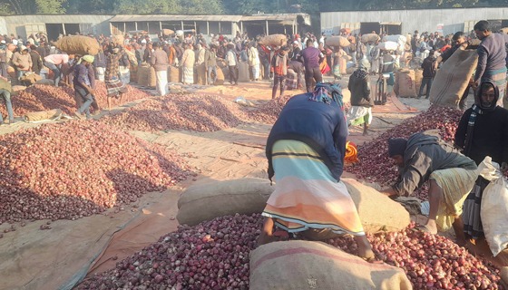সুজানগরে মুড়িকাটা পেঁয়াজের দাম কমেছে মণপ্রতি এক হাজার টাকা