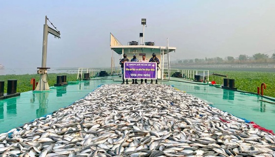 গজারিয়ায় ৪৩ লাখ টাকার জাটকা জব্দ