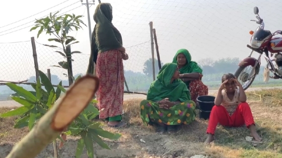 রাজশাহীর পবায় ১১৭টি আমগাছ কেটে ফেললো দুর্বৃত্তরা