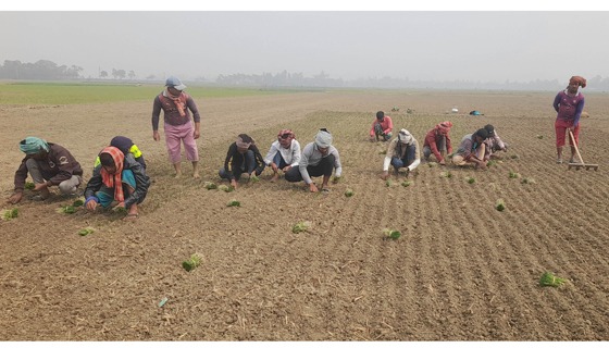 সুজানগরে মৌসুমী পেঁয়াজ আবাদের ধুম