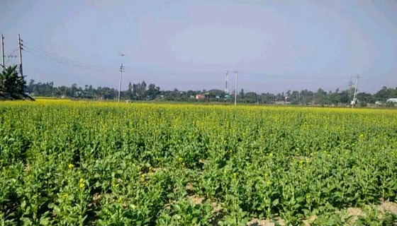 কিশোরগঞ্জে ঘন কুয়াশায় রবিশস্যের ক্ষতির শঙ্কায় কৃষকরা