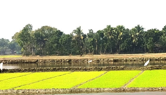 আশাশুনির ৯ সহস্রাধিক হেক্টর জমিতে বোরো আবাদ এগিয়ে চলেছে