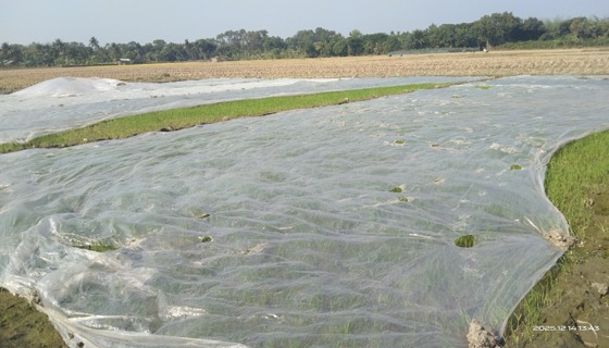 কোল্ড ইনজুরি থেকে বীজতলা রক্ষায় কৃষকের ভরসা পলিথিন