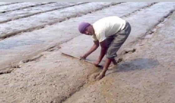 কাহারোলে বোরো ধান চাষের প্র-‘তি, বীজতলা তৈরীতে ব্য-্ত চাষীরা