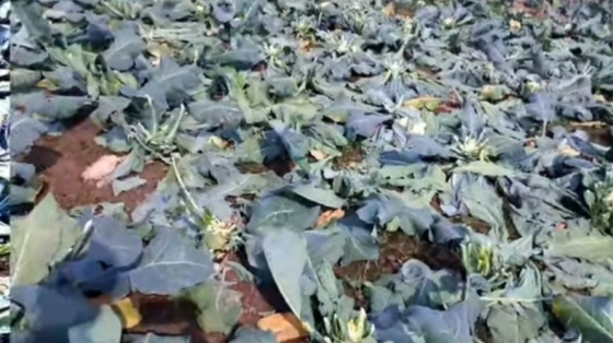 কাপাসিয়ায় আড়াই হাজার ফুলকপি কেটে দিয়েছে দুর্বৃত্তরা: এ কেমন শত্রুতা !