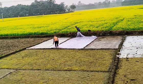 মান্দায় শীতের প্রকোপ, বীজতলা নিয়ে দুশ্চিন্তায় কৃষক