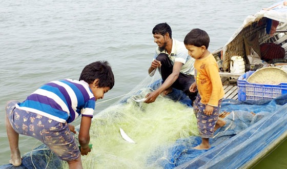 পদ্মায় কারেন্ট জালে নীধন হচ্ছে জাটকা ইলিশ