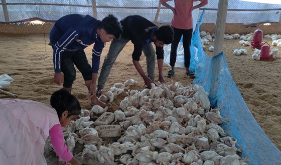 খামারের সাথে শত্রুতা রাতারতি ১২০০ পোল্ট্রি মুরগী নিধন