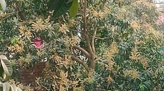 সৌরভ ছড়াচ্ছে আমের মুকুল বাম্পার ফলনের আশা