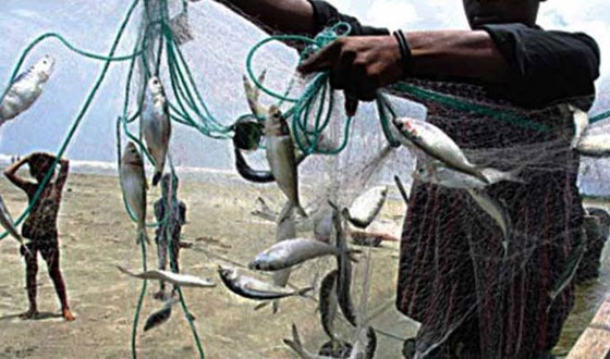 জাটকা সংরক্ষণ অভিযান- ২০২৫ শুরু