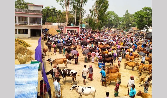 নিকলীতে ১৫ বছর পর গরুরহাটে ইজারা সর্বোচ্চ