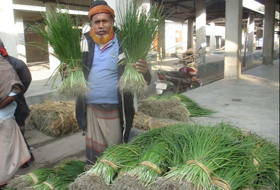 কাহারোলে মাঠ জুড়ে পেঁয়াজের চারা রোপন