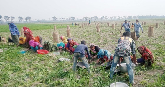 আলুর কাংখিত দাম পাচ্ছেন না চাষিরা