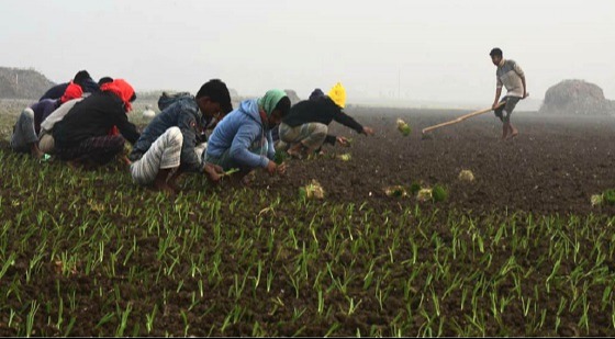 পাবনার সুজানগরে মাছের পরিবর্তে পেঁয়াজ চাষ