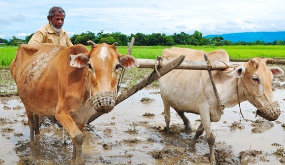 গরু হাল হারিয়ে যাচ্ছে কাহারোল থেকে