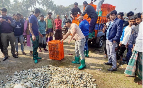 সাতক্ষীরা কালিগঞ্জে ১৩শ’ কেজি গলদা চিংড়ি বিনষ্ট