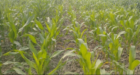 নিকলীতে লাল সার দেওয়ায় ভূট্টা কম হওয়ার আশঙ্কা