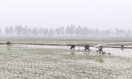 গুড়িগুড়ি বৃষ্টি ও প্রচন্ড ঠান্ডায় কাহিল রাজারহাটের মানুষ