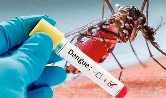 জানুয়ারির প্রথম ২৪ দিনে ডেঙ্গুতে ৯ মৃত্যু, আক্রান্ত এক হাজার