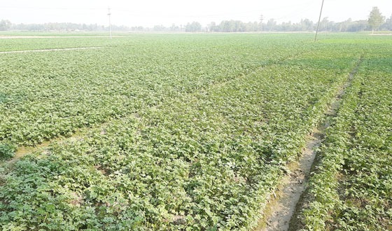 সৈয়দপুরে নতুন আলুর বাজার দামে চাষিরা দিশেহারা