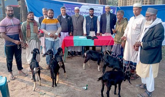 মহাদেবপুরে দু:স্থদের মধ্যে জামায়াতের ছাগল বিতরণ