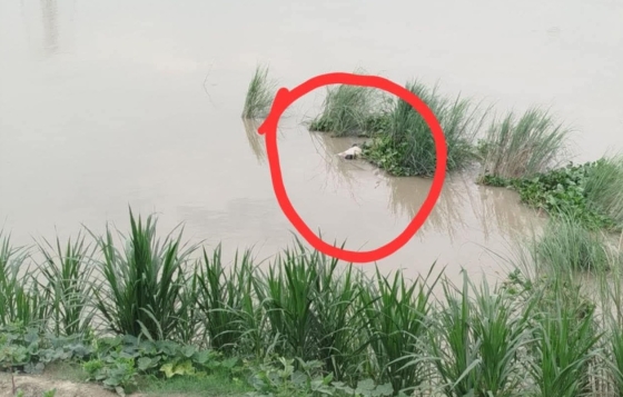 কালিয়াকৈরে যুবকের ভাসমান লাশ উদ্ধার