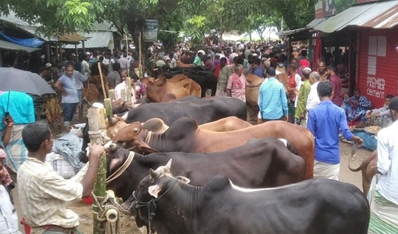চাঁদপুর সফরমালি ইজারাবিহীন গরুর হাট বন্ধ করে দিলো প্রশাসন