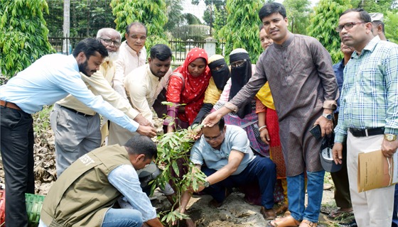 রংপুরে জুলাই-আগষ্ট গণঅভ্যুন্থানে শহীদদের স্মরণে বৃক্ষরোপন