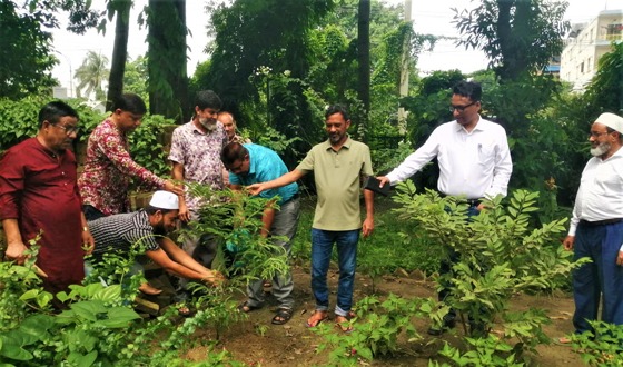 টাঙ্গাইল এলজিইডির বৃক্ষরোপণ কর্মসূচি