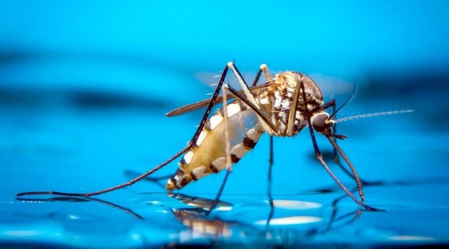 মশাবাহিত রোগে দেশে বাড়ছে লাশের সারি