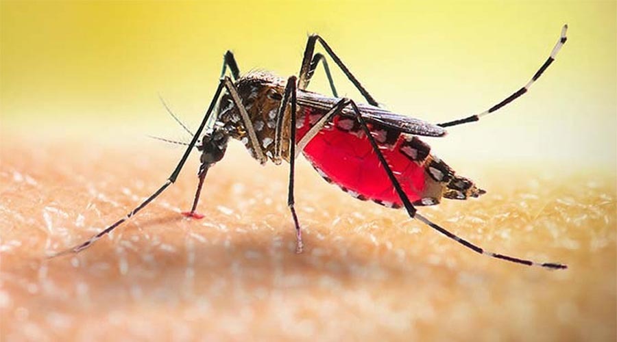 ডেঙ্গুতে আরও দুজনের মৃত্যু, বাড়ছে সংক্রমণের হার