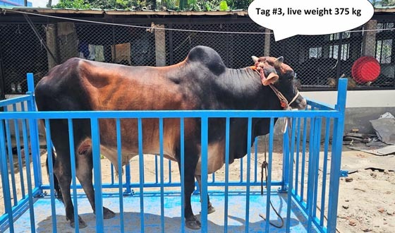 চাঁদপুর ৫৫০-৫০০ টাকা কেজি দরে কোরবানির গরু,অনলাইনেও বিক্রি হচ্ছে