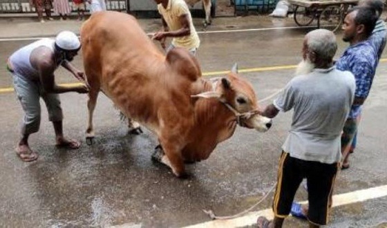 রাজধানীতে চলছে পশু কোরবানি