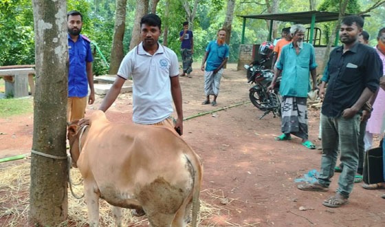মান্দায় চোরাই গরু উদ্ধার গ্রেপ্তার ১