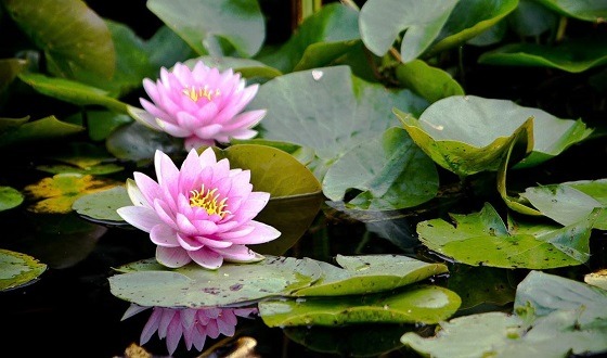 জেনে নিন শাপলা খাওয়ার কিছু উপকারিতা