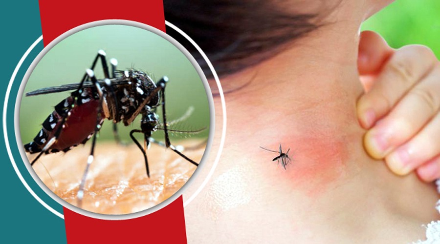 ডেঙ্গুতে ২৪ ঘন্টায় ২ মৃত্যু, ভর্তি  ১৫৯