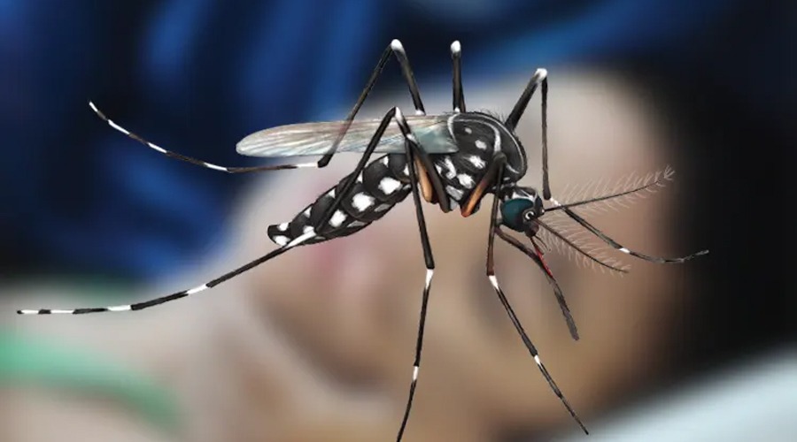 ডেঙ্গুতে ২৪ ঘণ্টায় এক শিশুর মৃত্যু, হাসপাতালে ভর্তি ২৬২