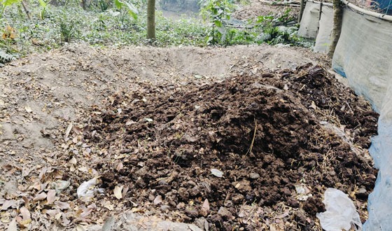 কালীগঞ্জে সচেতনতার অভাবে ক্ষতিগ্রস্থ হচ্ছে কৃষকরা