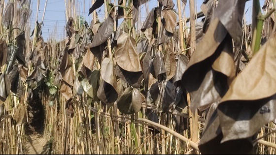 মোল্লাহাটে পান বরজে আগুন ধরিয়ে কৃষকের ক্ষতি সাধন