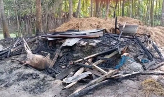 ইন্দুরকানীতে দুর্বৃত্তদের দেওয়া আগুনে পুড়ে গাভীর মৃত্যু