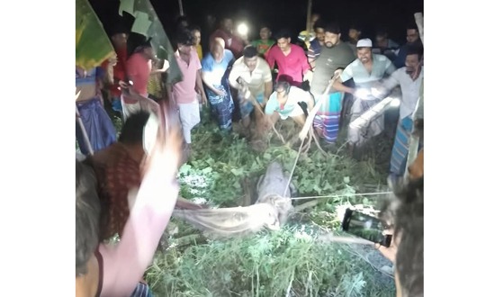 শৈলকুপার গড়াই নদীর সেই কুমির আটক