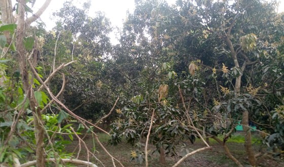 দিঘলিয়ায় আমগাছে মুকুলের মৌ মৌ গন্ধ