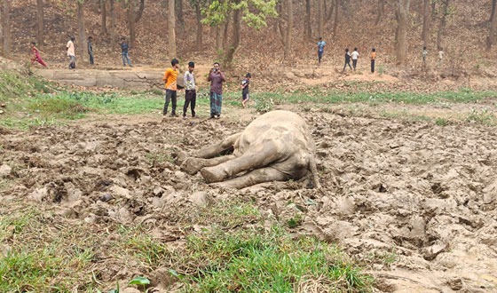 শেরপুরে বৈদ্যুতিক তারে জড়িয়ে বুনোহাতির মৃত্যু