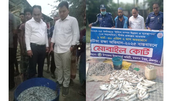 মতলবে বাজার ও মৎস্য আড়দে অভিযান: জাটকা ইলিশ আটক