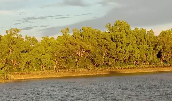 বিশ্বের ঐতিহ্য সুন্দরবন রক্ষায় নেই পর্যাপ্ত জনবল