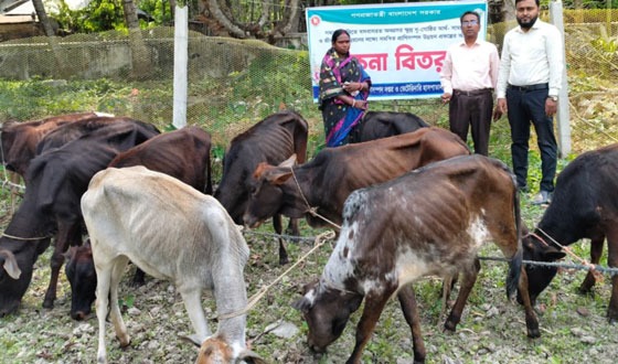 তালায় মুন্ডা সম্প্রদায়ের মাঝে বকনা গরু বিতরণ