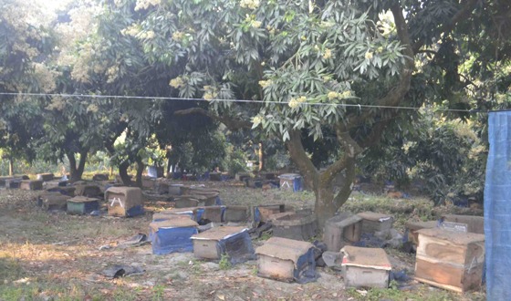 কাহারোলে লিচু বাগানগুলোতে বেড়েছে মৌমাছিদের আনাগোণা