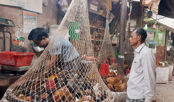 সৈয়দপুরে বেড়েছে প্রকার ভেদে বিভিন্ন মুরগির দাম