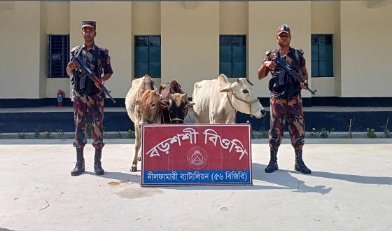 ৫৬ বিজিবি কর্তৃক চোরাচালান বিরোধী অভিযানে গরু, ফল ও মশলা আটক