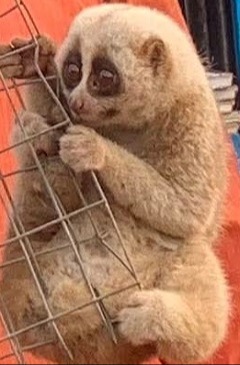 শ্রীমঙ্গলে লজ্জাবতী বানর উদ্ধার